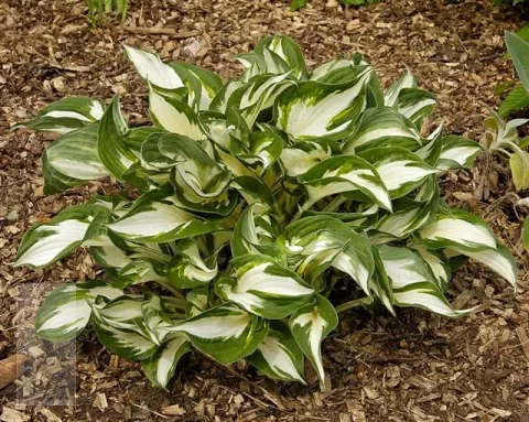 Hosta 'Fire and Ice'
