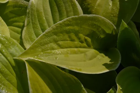 Hosta 'Fragrant Bouquet'