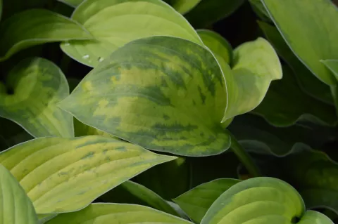 Hosta fortunei 'Gold Standard'
