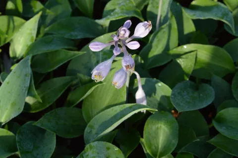 Hosta 'Halcyon'