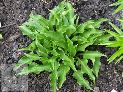 Hosta 'Harry Van Trier'