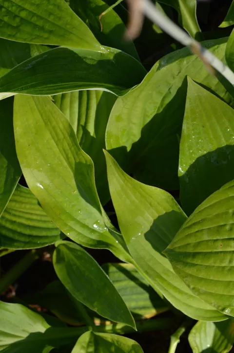 Hosta fortunei 'Hyacinthina'