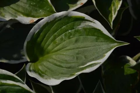 Hosta fortunei 'Patriot'
