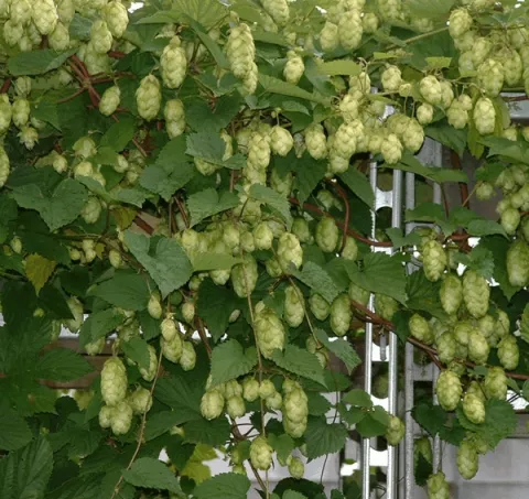 Humulus lupulus