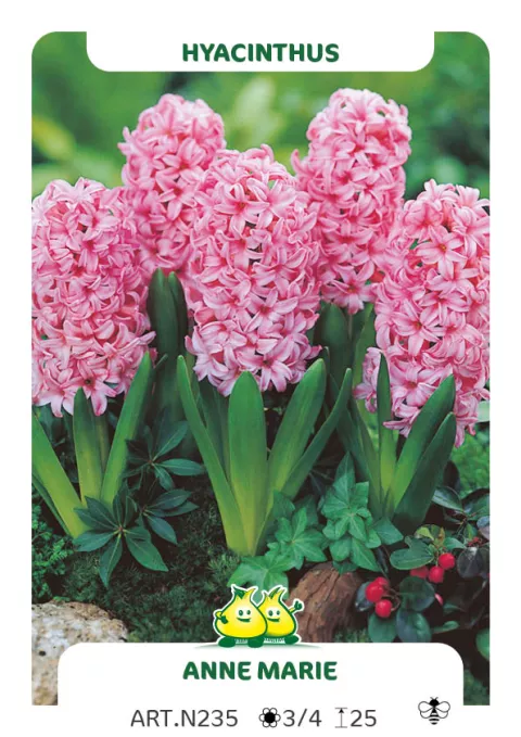Hyacinthus jac. 'Anne Marie'
