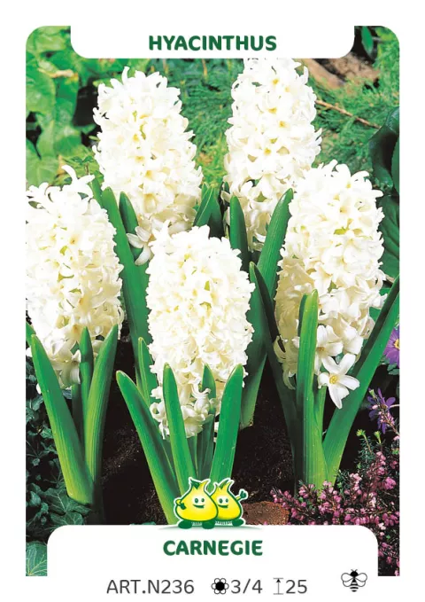 Hyacinthus jac. 'Carnegie'
