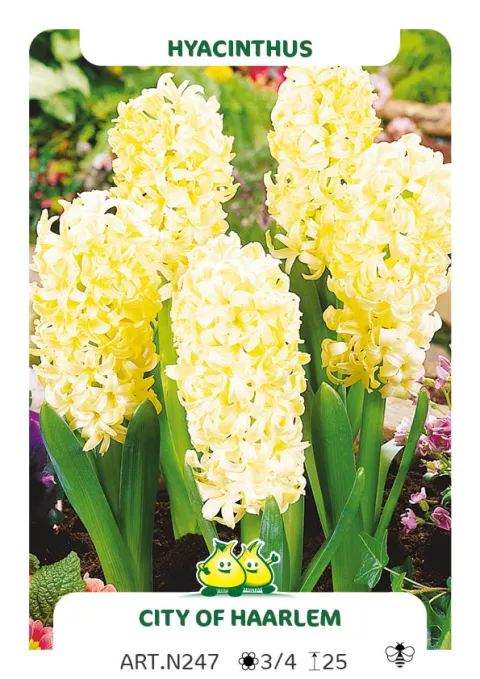 Hyacinthus jac. 'City Of Haarlem'