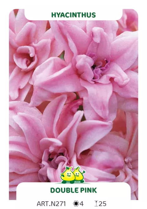 Hyacinthus 'Double Pink'