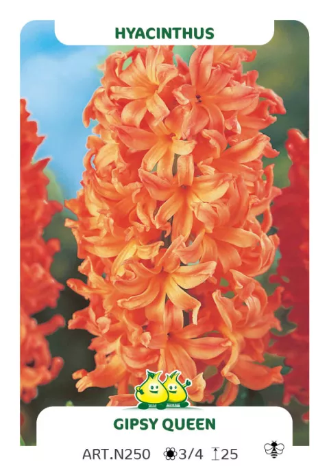 Hyacinthus jac. 'Gipsy Queen'