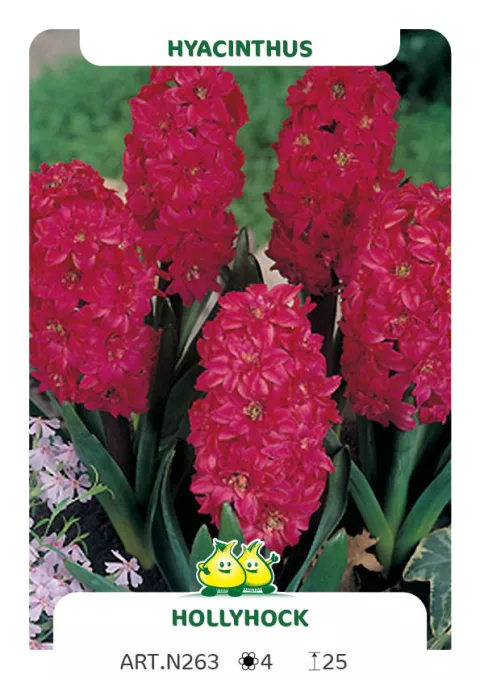 Hyacinthus 'Hollyhock'