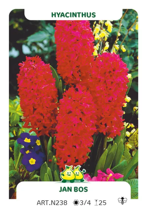 Hyacinthus jac. 'Jan Bos'