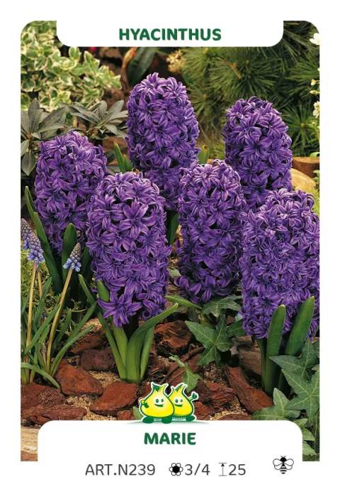 Hyacinthus jac. 'Marie'