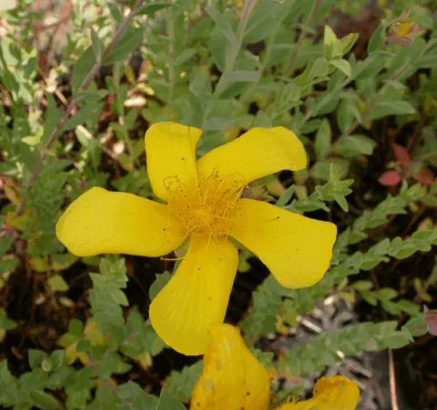 Hypericum olympicum