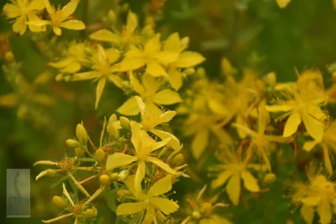 Hypericum perforatum