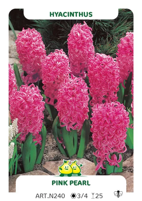 Hyacinthus jac. 'Pink Pearl'