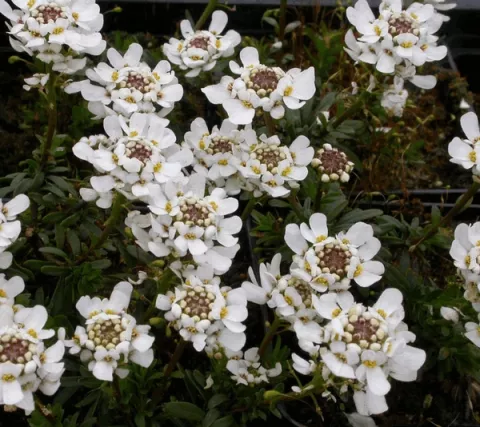 Iberis semp. 'Appen-Etz'