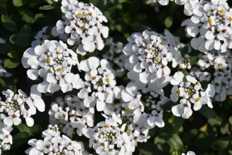 Iberis semp. 'Masterpiece'