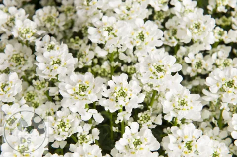 Iberis semp. 'Nevina'