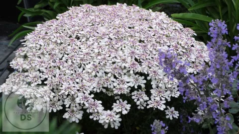 Iberis semp. 'Pink Ice'