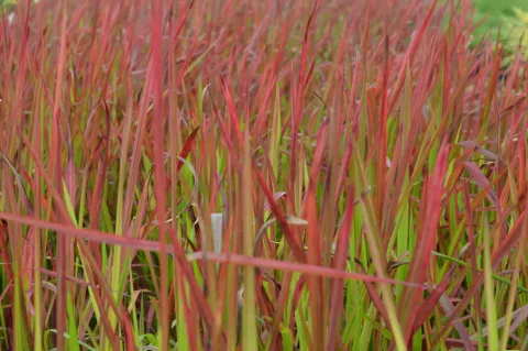 Imperata cylindrica 'Red Baron'