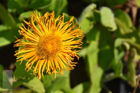 Inula orientalis
