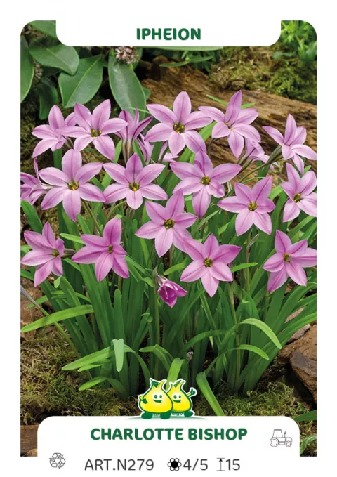 Ipheion uniflorum 'Charlotte Bishop'