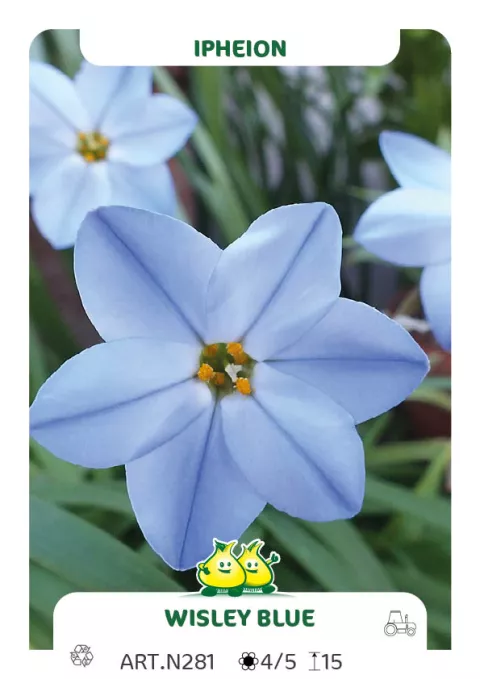 Ipheion uniflorum 'Wisley Blue'
