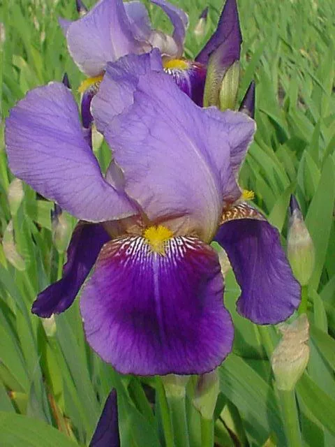 Iris (G) 'Alcazar'