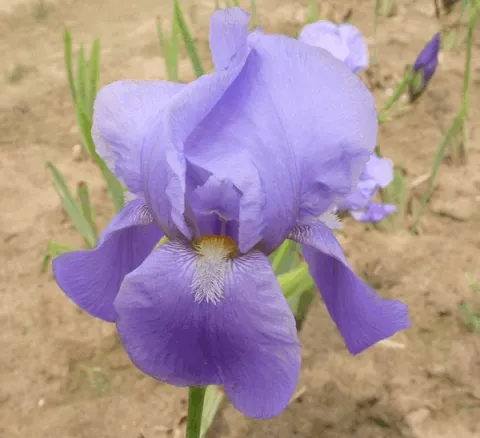 Iris (G) 'Blue Sapphire'
