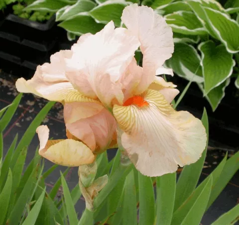 Iris (G) 'Constant Wattez'