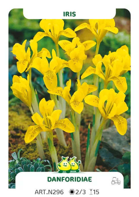 Iris bot. 'Danfordiae'