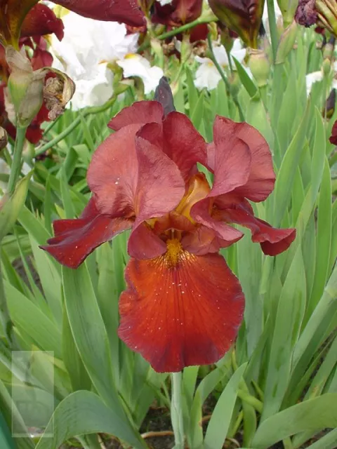 Iris (G) 'Sultan's Palace'
