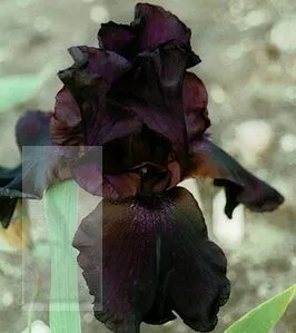 Iris (G) 'Superstition'