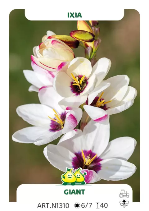 Ixia 'Giant'