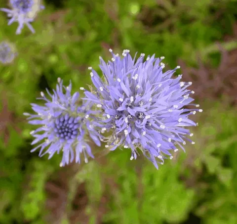 Jasione laevis 'Blaulicht'