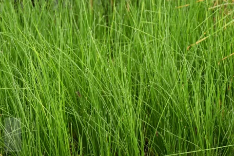Juncus effusus