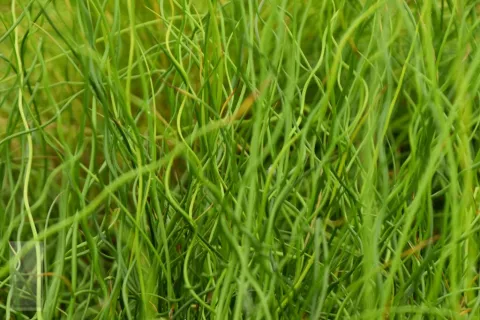 Juncus effusus 'Spiralis'