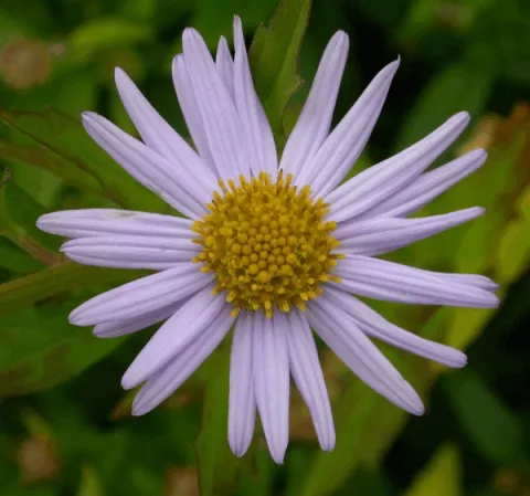 Kalimeris incisa 'Blue Star'