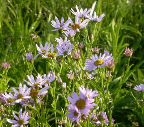 Kalimeris incisa 'Charlotte'