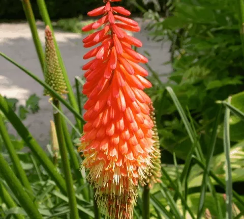 Kniphofia 'Alcazar'