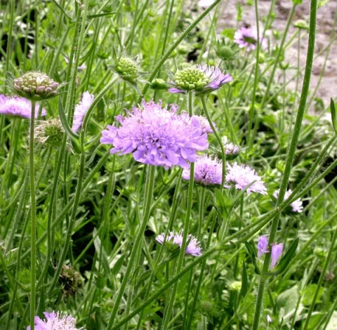 Knautia arvensis
