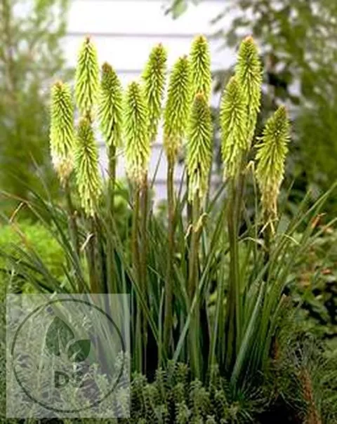 Kniphofia 'Green Jade'