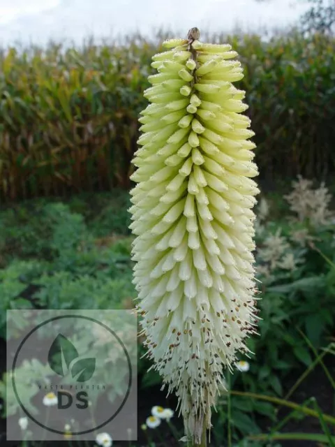 Kniphofia 'Ice Queen'