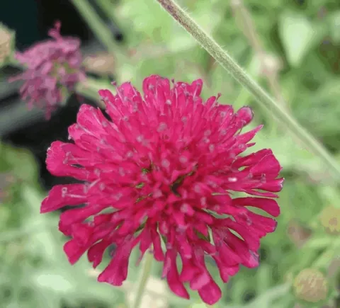 Knautia macedonica 'Mars Midget'
