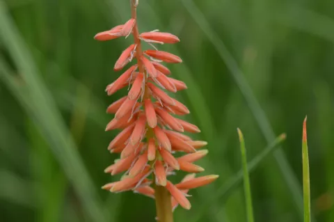Kniphofia 'Nancy's Red'