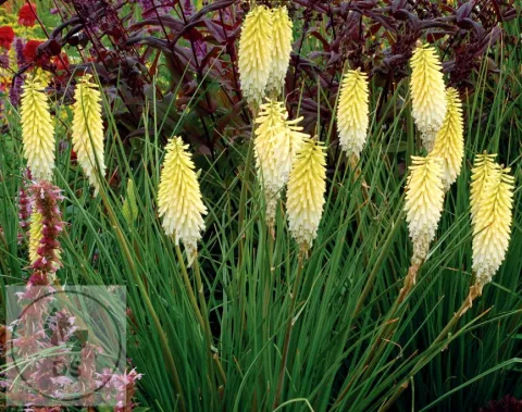 Kniphofia 'Pineapple Popsicle'