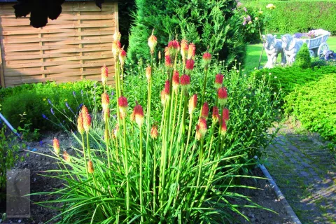 Kniphofia 'Royal Castle'