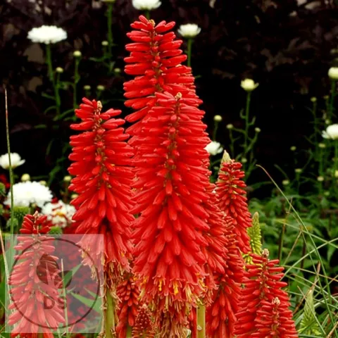 Kniphofia 'Redhot Popsicle'