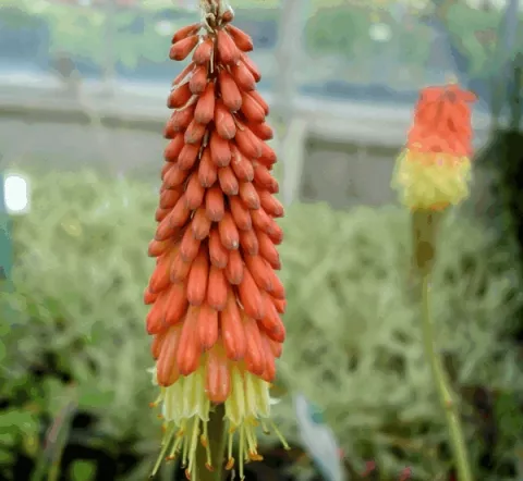 Kniphofia 'Royal Standard'