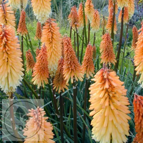 Kniphofia 'Tawny King'